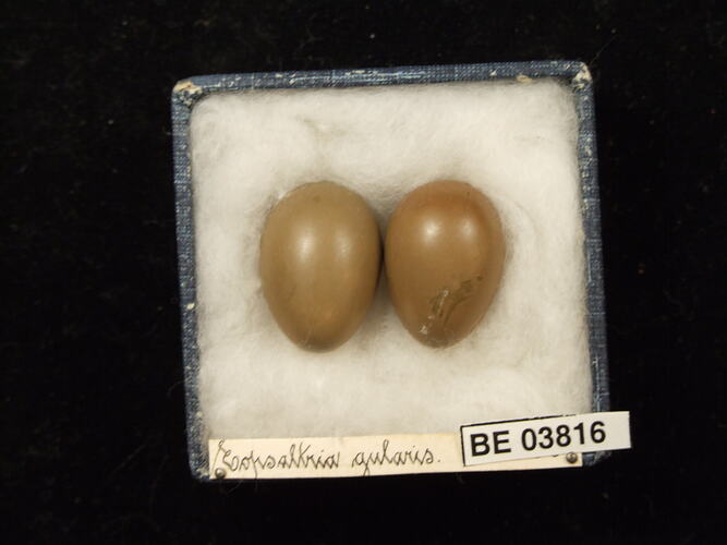 Two bird eggs in box with specimen labels.