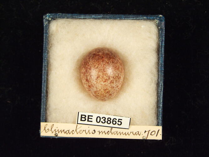 Bird egg in box with specimen labels.