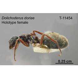 Ant specimen, female, lateral view.