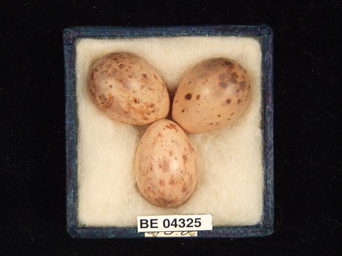 Three bird eggs in box with specimen labels.