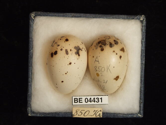 Two bird eggs in box with specimen labels.