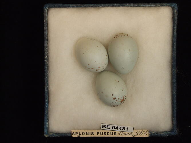 Three bird eggs with specimen labels in box.