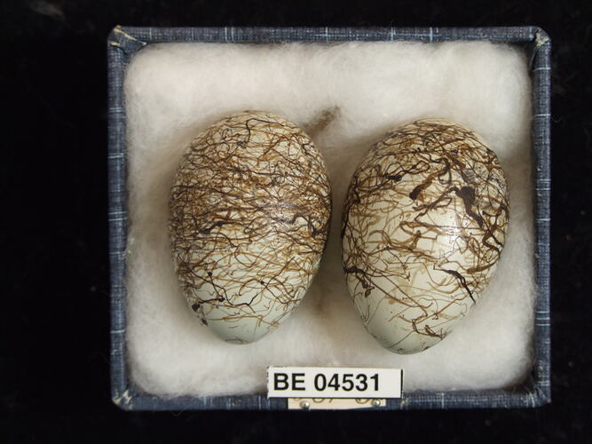 Two bird eggs with specimen labels in box.