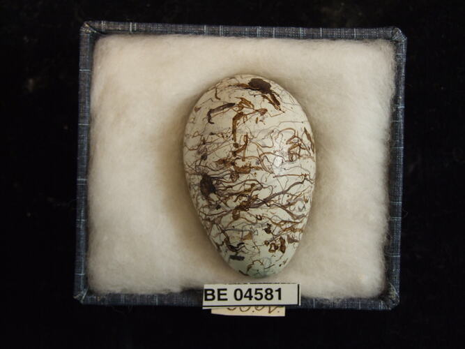 Bird egg with specimen labels in box.