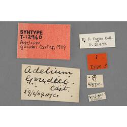 Entomology type specimen labels.