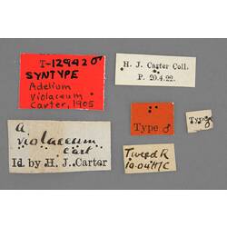 Entomology type specimen labels.