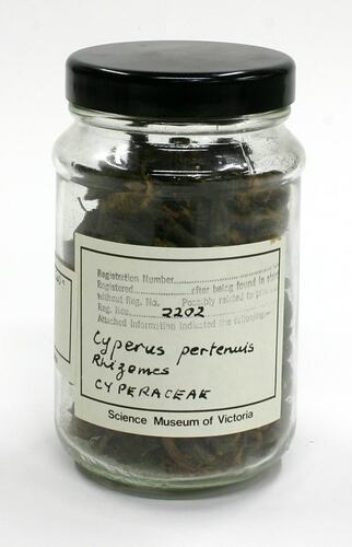Rhizomes - Cyperus Pertenuis