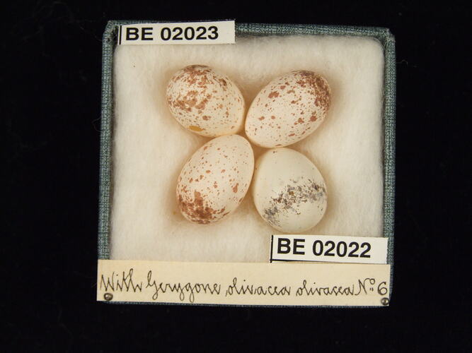 Four bird eggs with specimen labels in box.