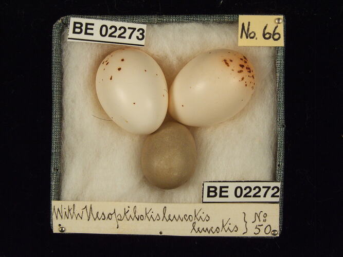 Three bird eggs with specimen labels in box.