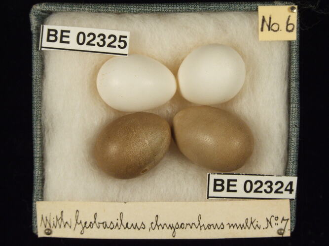Four bird eggs with specimen labels in box.