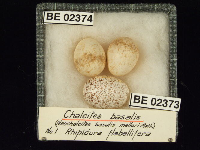 Three bird eggs with specimen labels in box.