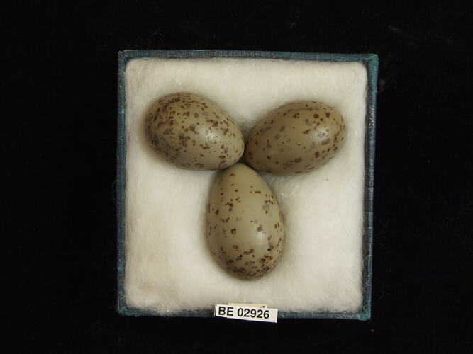 Three bird eggs with specimen label in box.