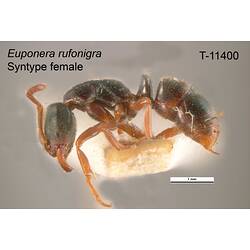 Ant specimen, female, lateral view.