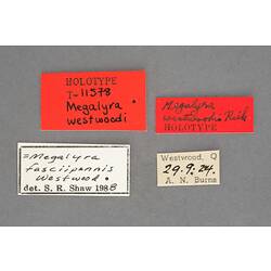 Entomology type specimen labels.