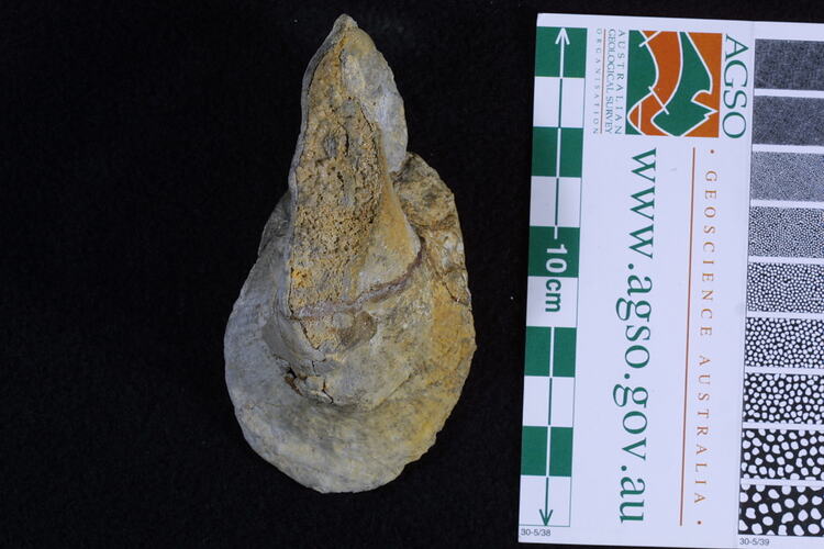 <em>Tremanotus pritchardi</em>, fossil gastropod.  Registration no. P 42081.
