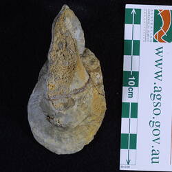 <em>Tremanotus pritchardi</em>, fossil gastropod.  Registration no. P 42081.