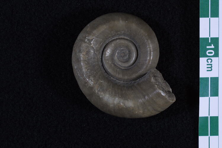 <em>Euomphalus pentagulatus</em>, fossil gastropod.  Registration no. P 30099.