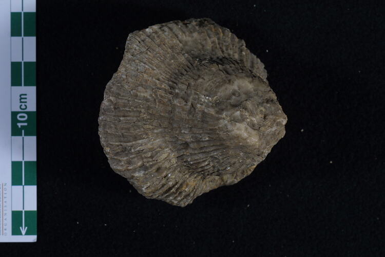 Ribbed fossil bivalve beside scale bar.