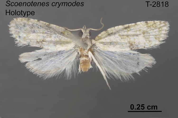 Moth specimen, dorsal view.