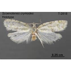 Moth specimen, dorsal view.