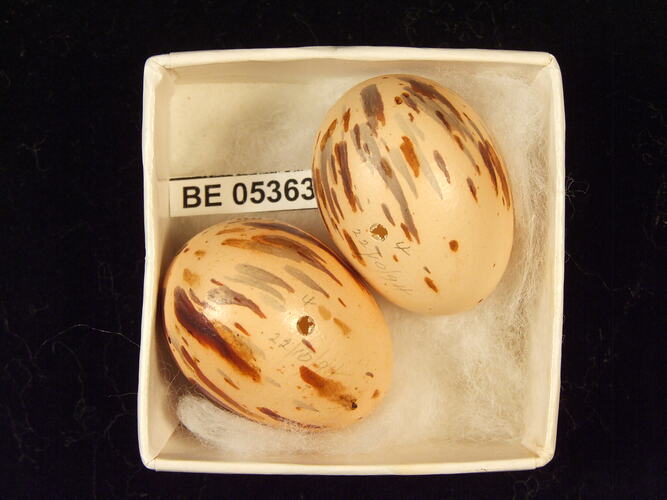 Two bird eggs with specimen label in box.