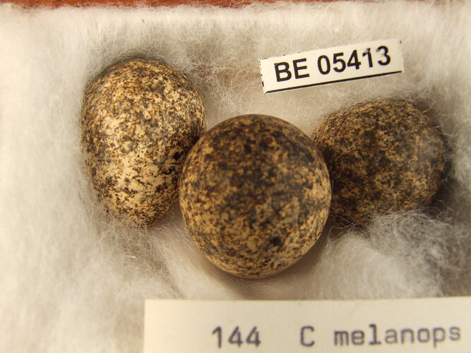 Three bird eggs with specimen labels.