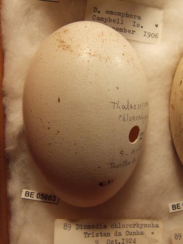 Close up of  bird egg in box.