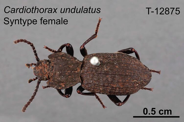 Beetle specimen, female, dorsal view.