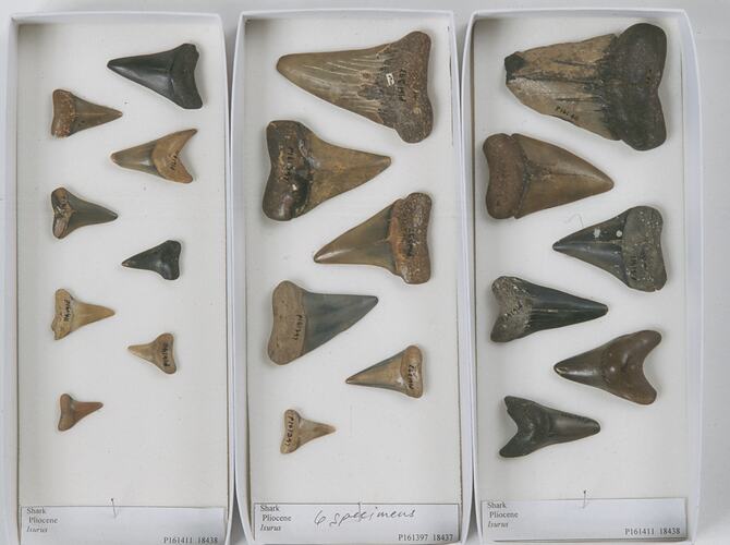 Fossil shark teeth laid out in boxes.