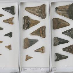 Fossil shark teeth laid out in boxes.