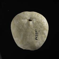 Ventral view of fossil sea urchin test.