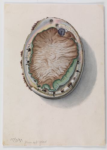 Colour illustration of the underside of an abalone.