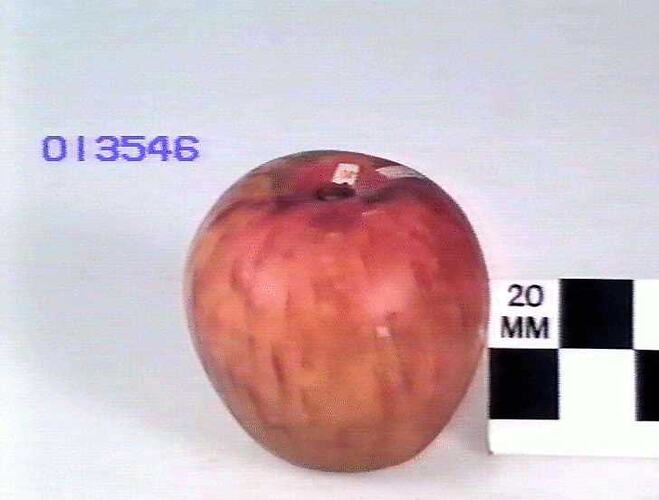 Apple Model, Northern Spy