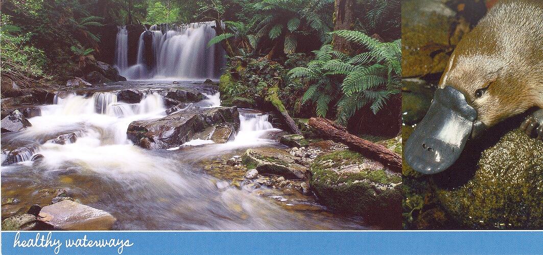Postcard - 'Healthy Waterways', Melbourne Water, 2003