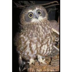 A fat little brown and white owl wide-eyed, perched on a tree stump.