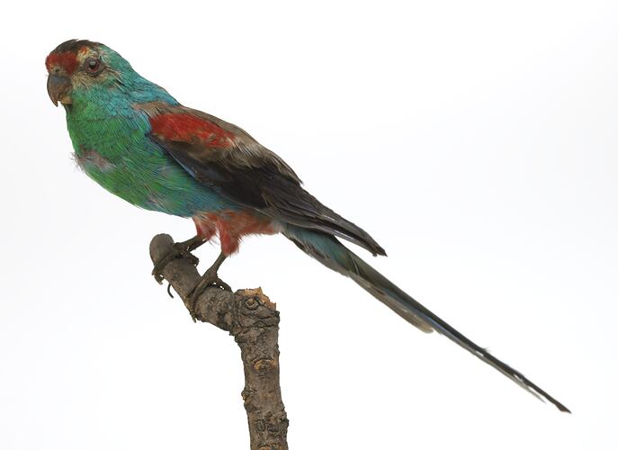 Green and red parrot specimen mounted on branch.