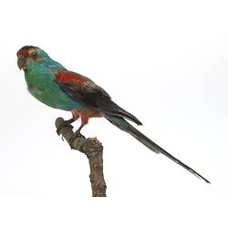Green and red parrot specimen mounted on branch.