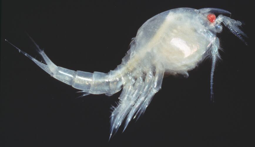 Translucent white sea flea.