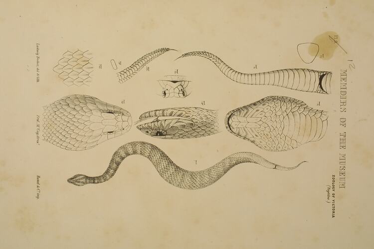 Death Adder, Acanthophis antarcticus. Colour proof