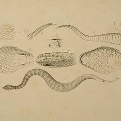 Death Adder, Acanthophis antarcticus. Colour proof