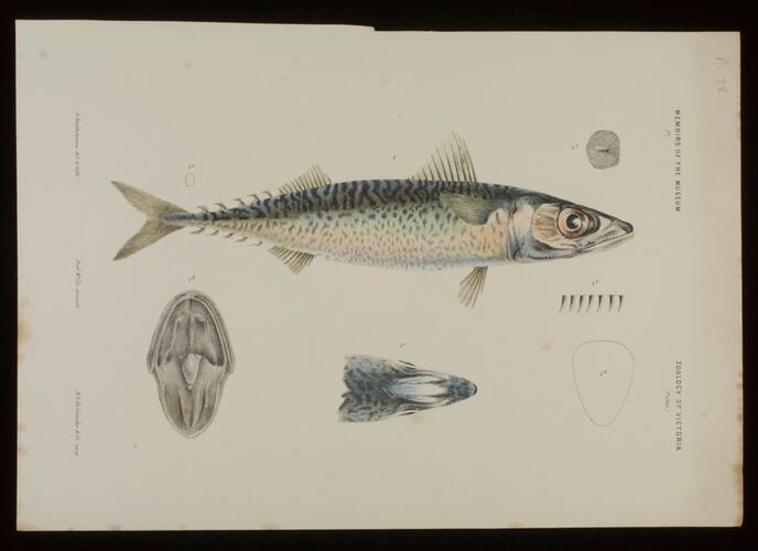 Blue Mackerel, Scomber australasicus