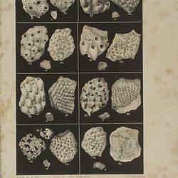 Collection of Bryozoans including Arachnopusia unicornis.