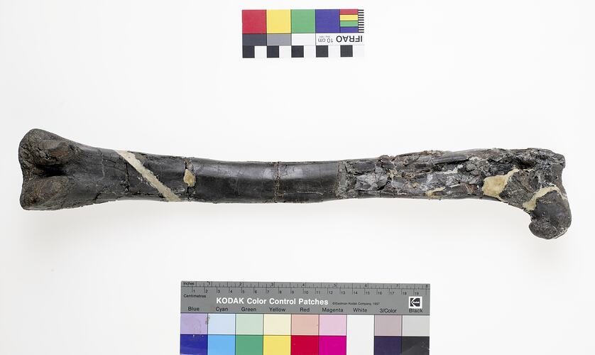 Dinosaur femur beside colour chart.