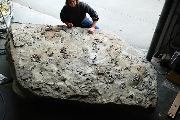 Person crouching beside large fosiliferous rock slab.