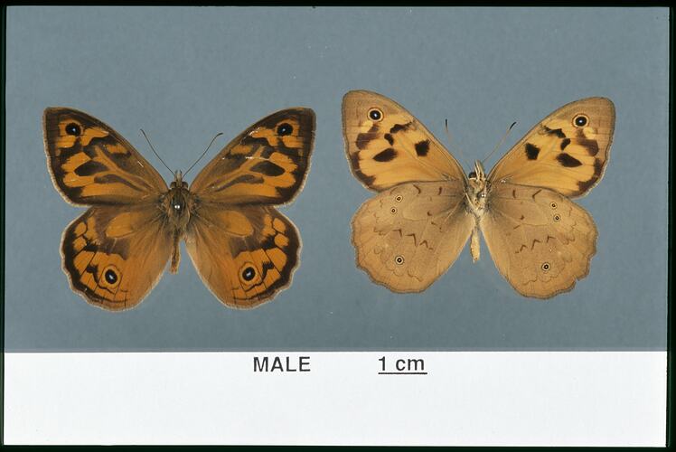 Two orange butterfly specimens beside each other, one in dorsal, one in ventral view.