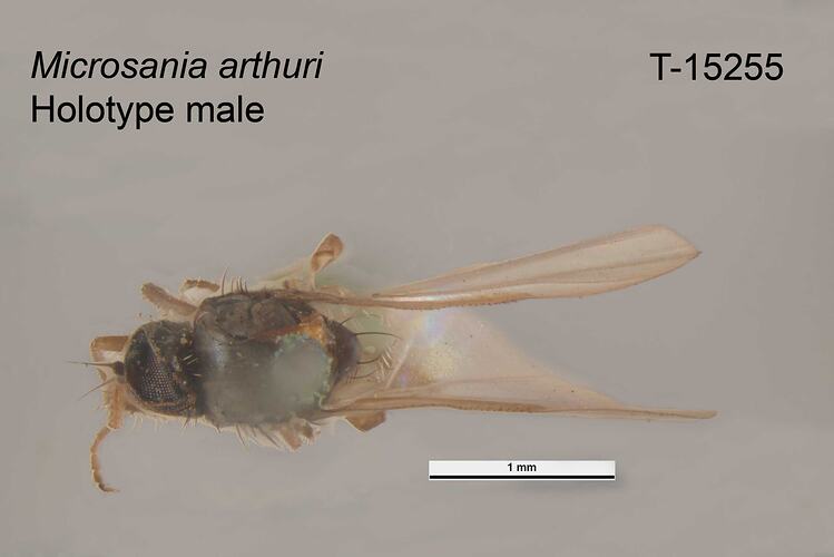 Fly specimen, male, dorsal view.