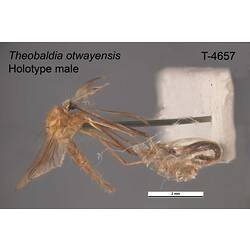 Mosquito specimen, male, lateral view.