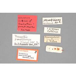 Partial insect preparation on card with specimen labels.