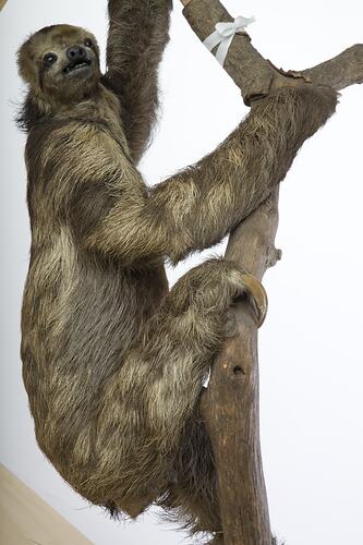 Sloth specimen mounted on trunk and branch.