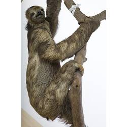 <em>Bradypus torquatus</em>